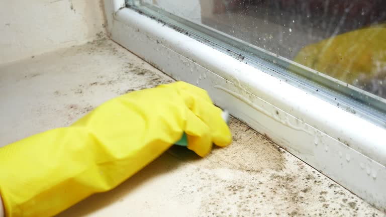 Best Black Mold Removal  in White Hall, IL